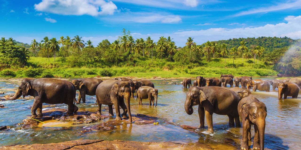 pinnawala-elephant-orphanage