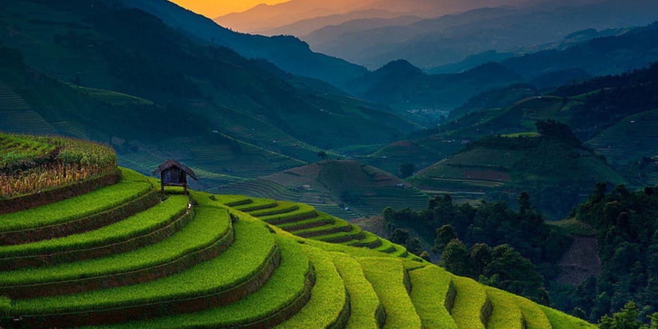 rice-fields-vietnam