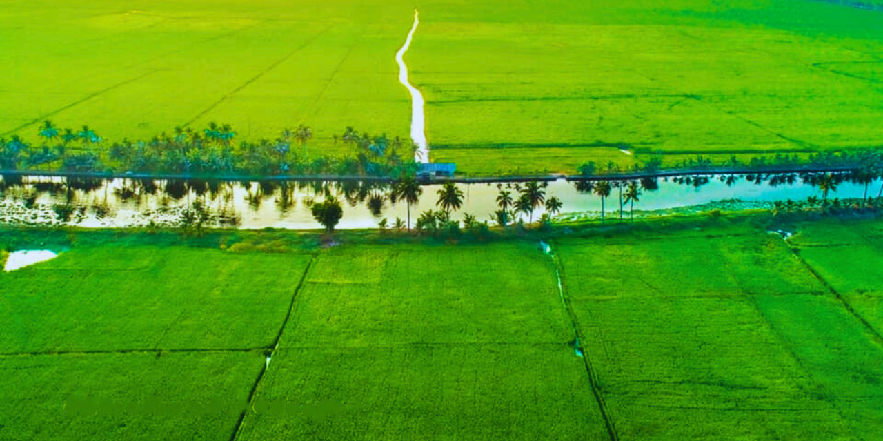 paady fields of alleppey