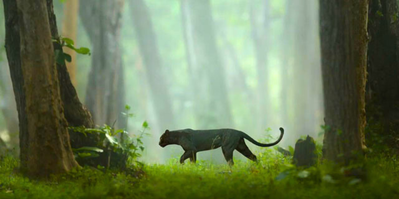 black-panther-kabini-forest