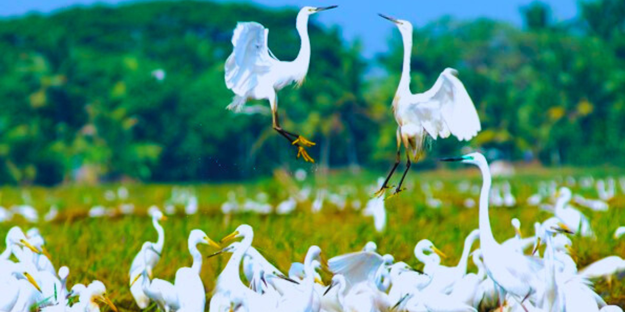 kumarakom-bird-sanctuary-white-cranes