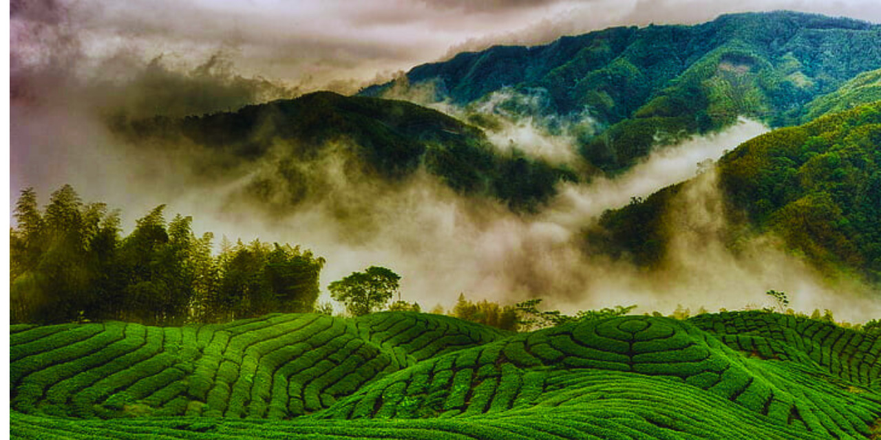 munnar-tea-plantations-green-mountain-fields-smog.jpg